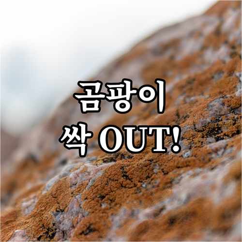 곰팡이, 알레르기 걱정 없이! 제습기 선택부터 관리까지