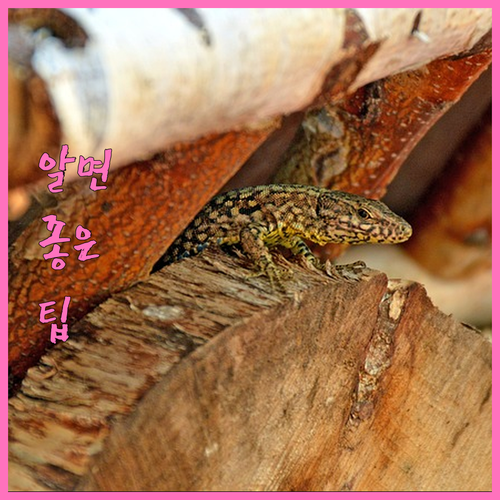 강남구 대형폐기물 버릴 때? 스티커, 신고 없이 버리면 큰일나요