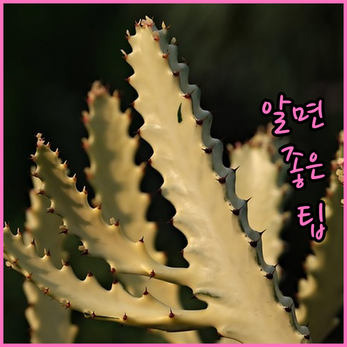 와룡동 대형폐기물 헷갈림 방지! 품목부터 처리 절차까지