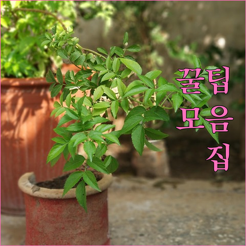 임플란트 관리, 정기 검진과 일상 습관이 핵심