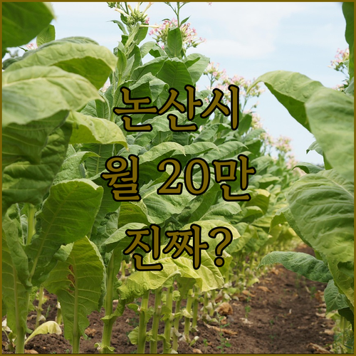 논산시 청년월세 지원 월 20만원 받는 조건과 서류