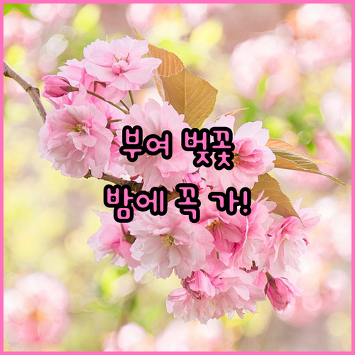 2026 부여 벚꽃 야간 경관 및 백마강 드라이브